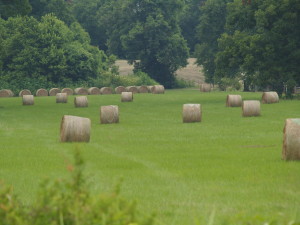 There is something about a pasture of round hay bales that just screams America to me.